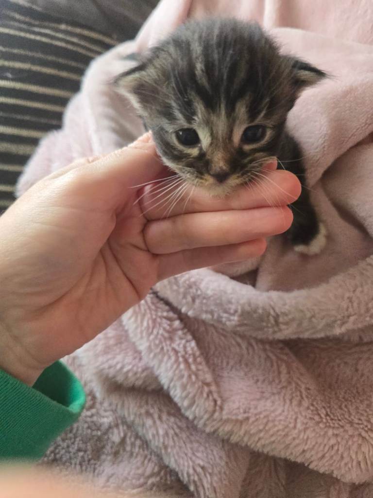 *1 left* Beautiful Ragdoll cross kittens 