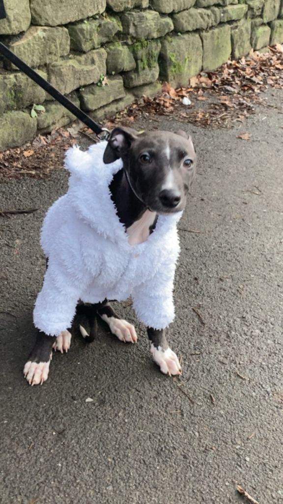 Greyhound X saluki puppy 20 weeks