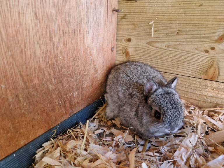 Genuine Netherland Dwarf 