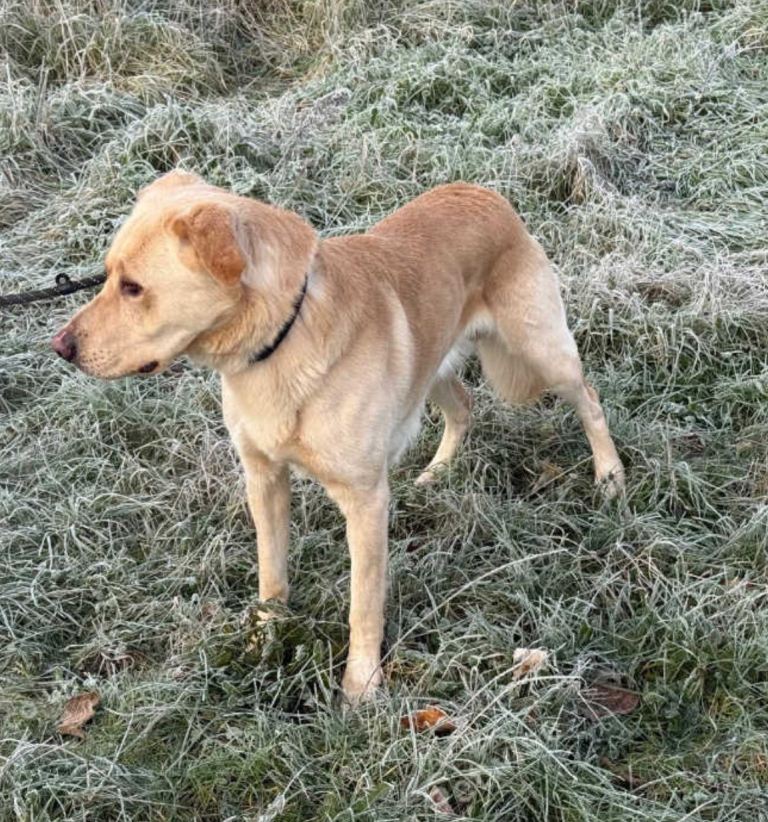 Golden Retriever X GSD