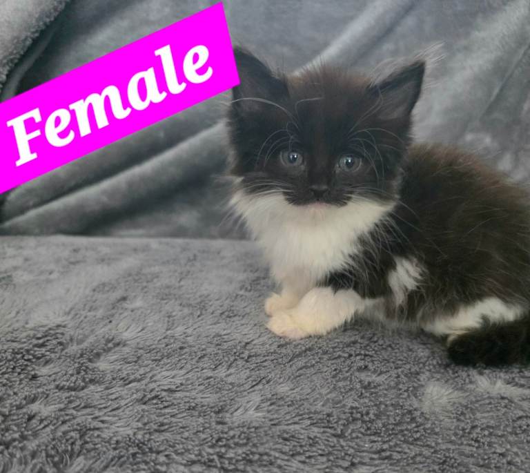 KITTENS (can deliver)