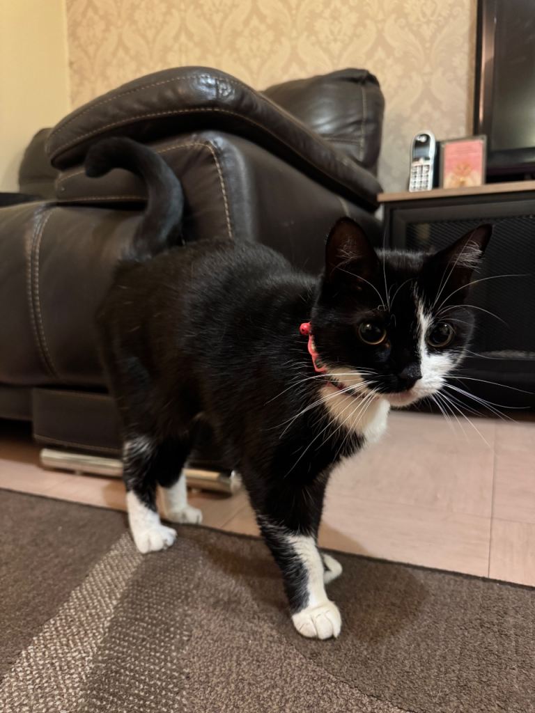 Mixed breed Shorthair