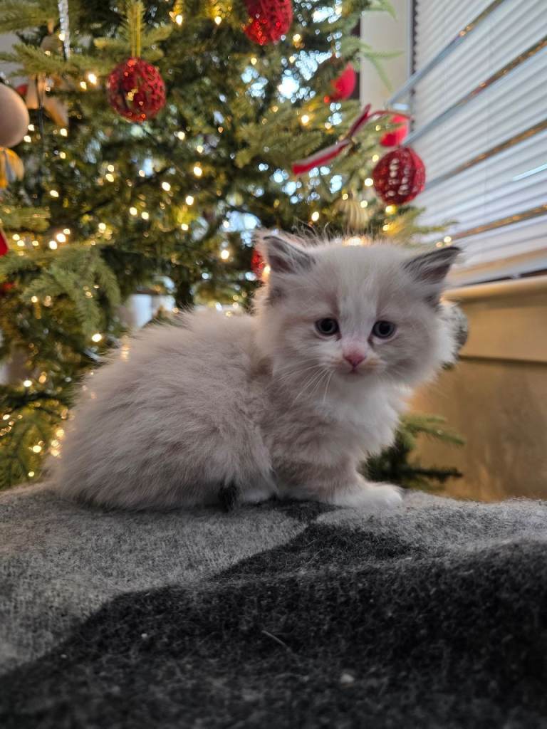 image for Beautiful Fluffy White Male Ragdoll Cross Kitten – £650 – Glasgow 🤍