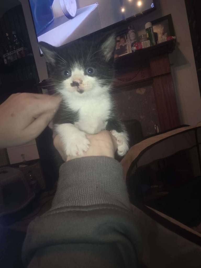 4 kittens for sale