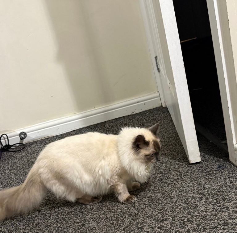 Urgent ragdoll for sale