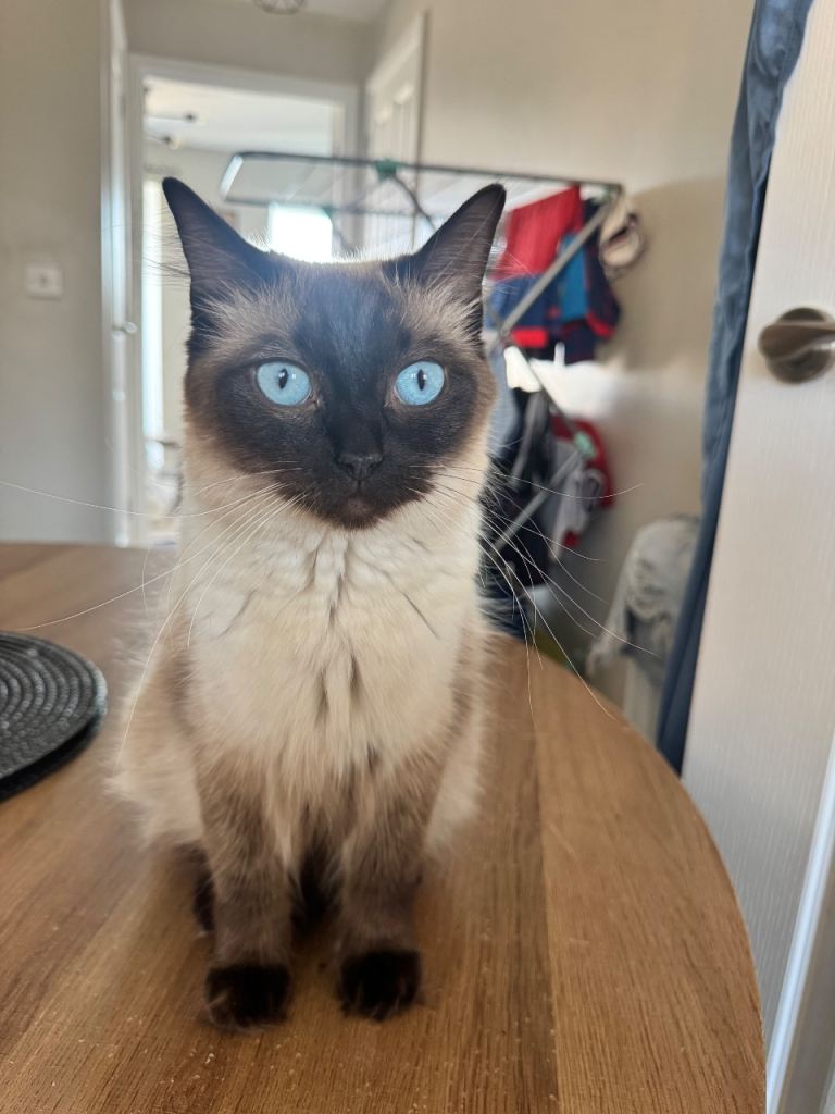 Cross ragdoll kittens 