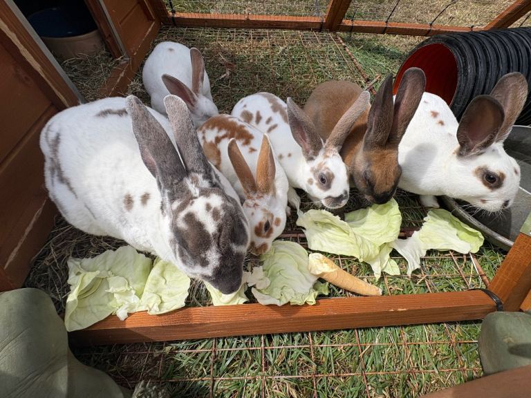 Mini Rex Rabbits Babies Ready Now 