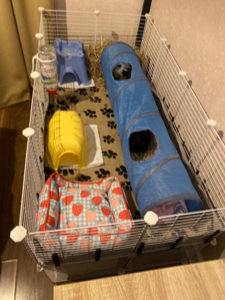 Two male Guinea pigs 