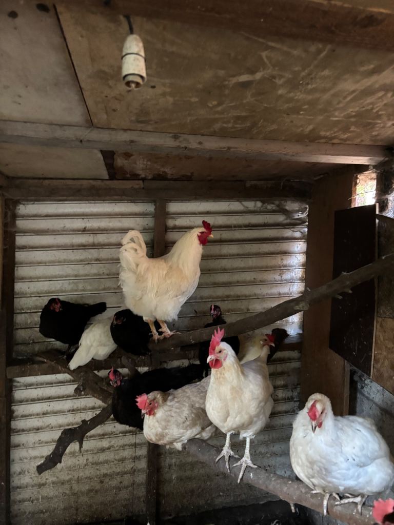 Chickens 