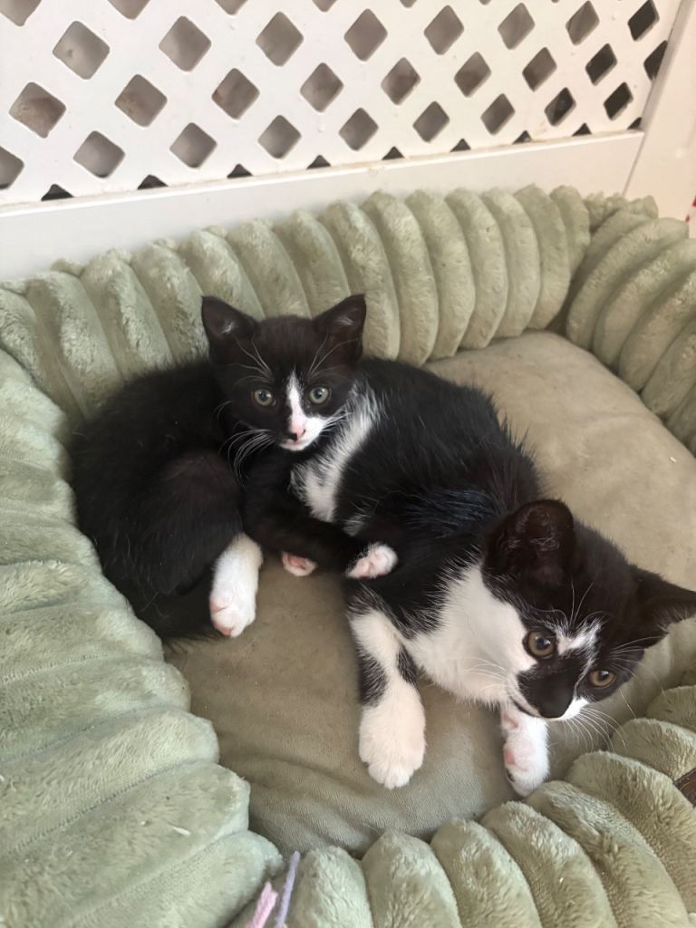 Gorgeous kittens ready for their forever homes ❤️