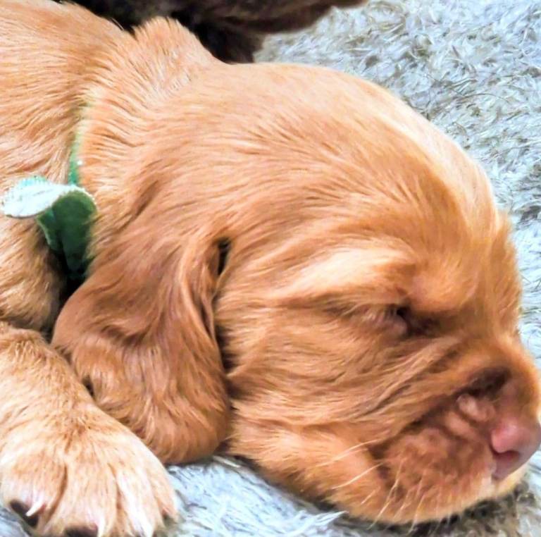 Sprocker pups 🏡 looking for a loving home 