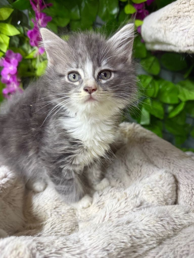 Mainecoon x ragdoll 