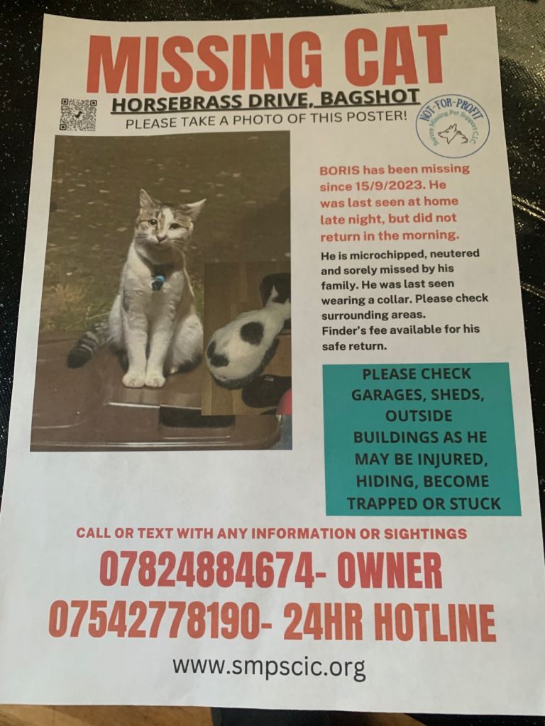 Missing Cat 