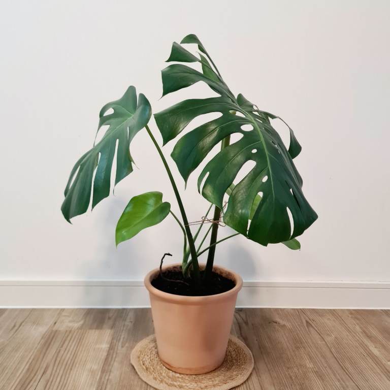 image for Monstera deliciosa in a terracotta pot