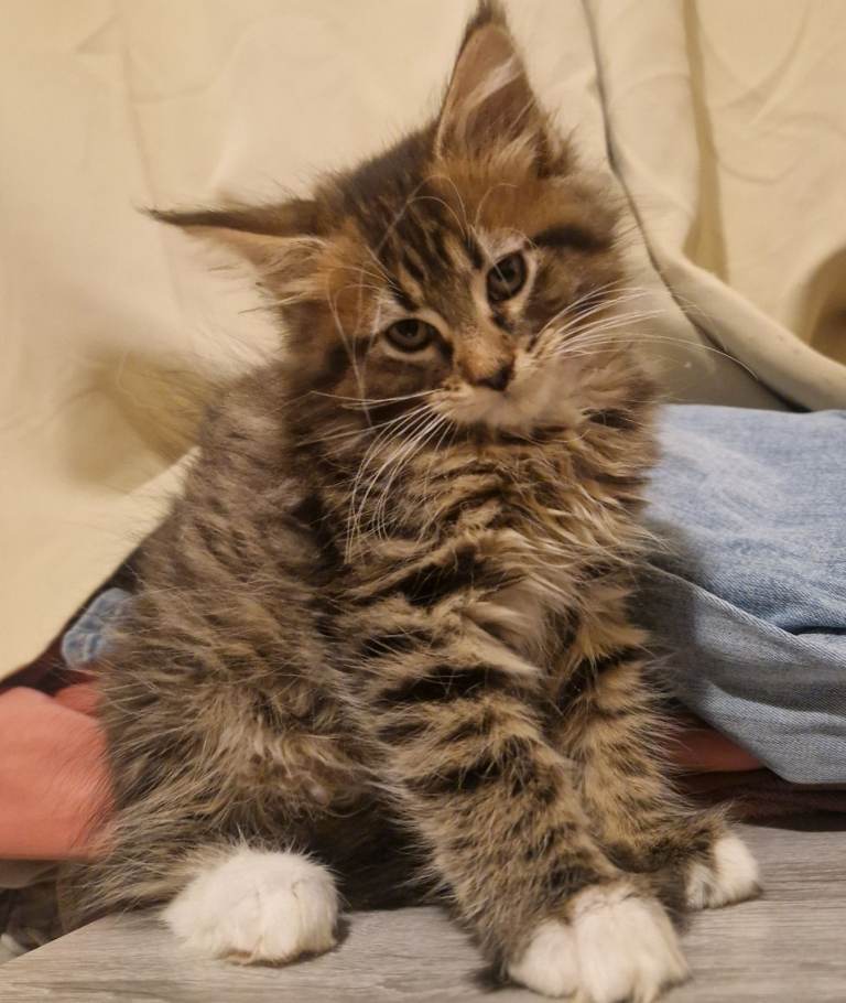 Sweet Maine Coon kittens