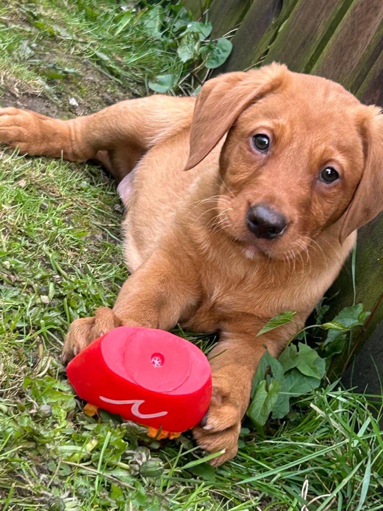 Outstanding Labrador puppies 