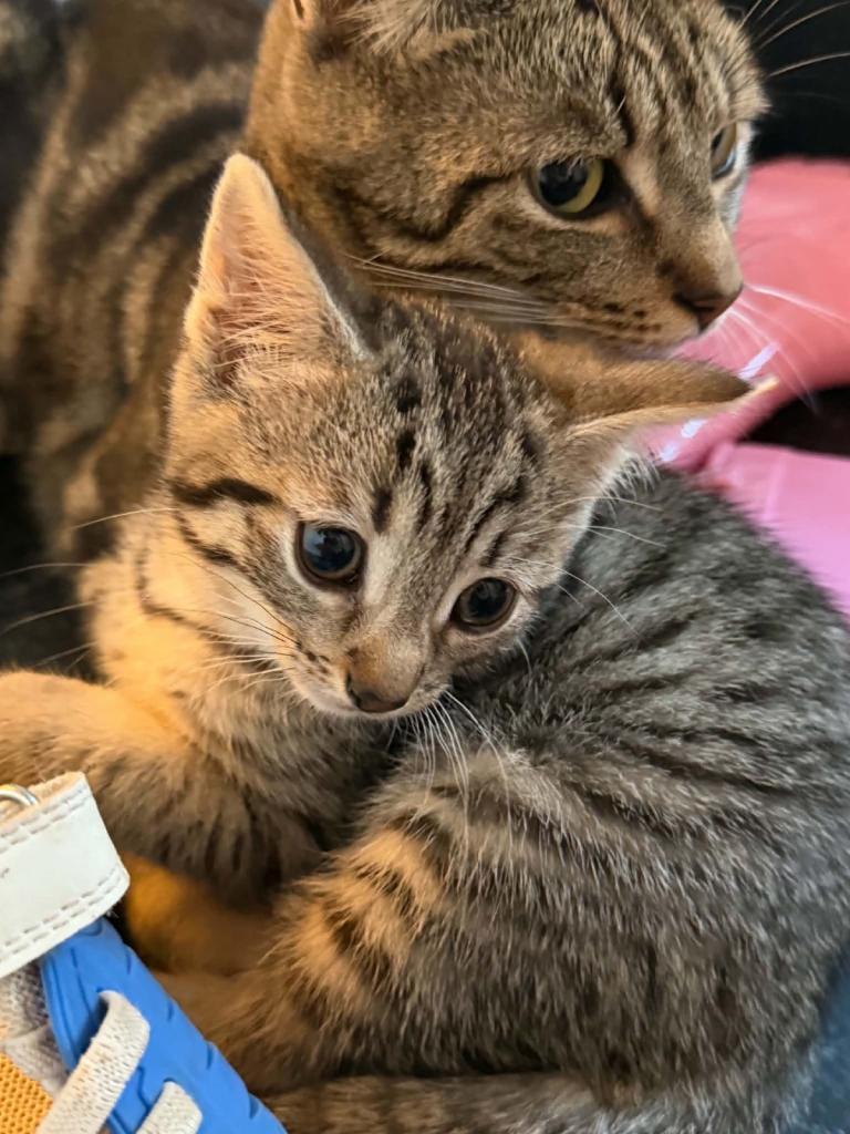 Kittens