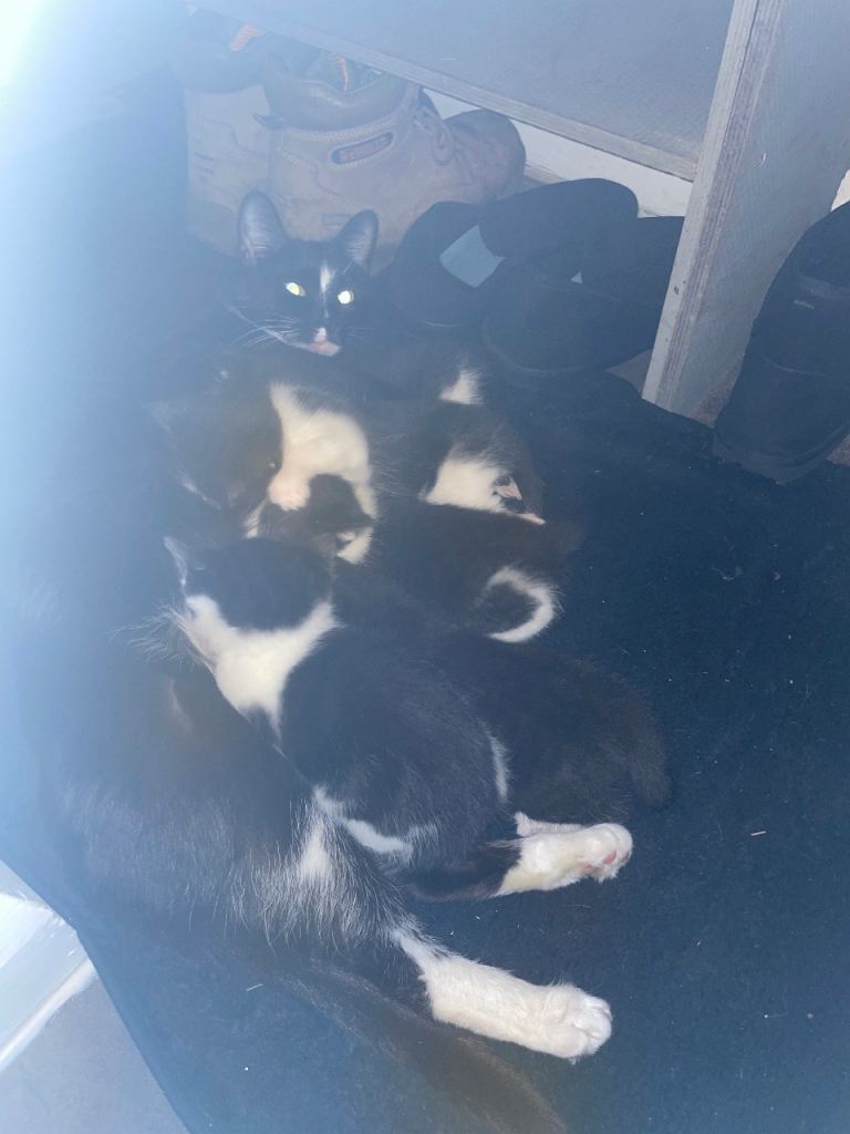 Kittens