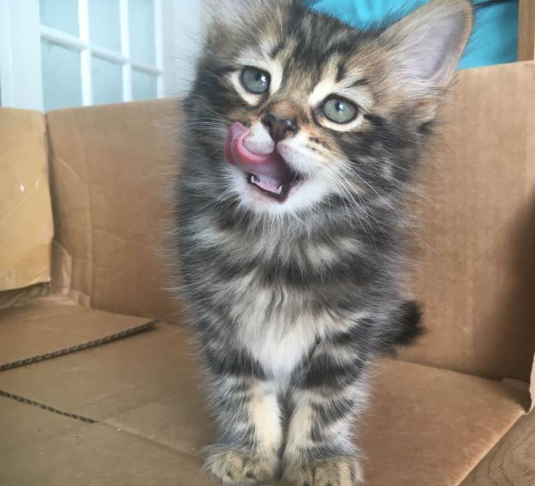 Super cute kittens