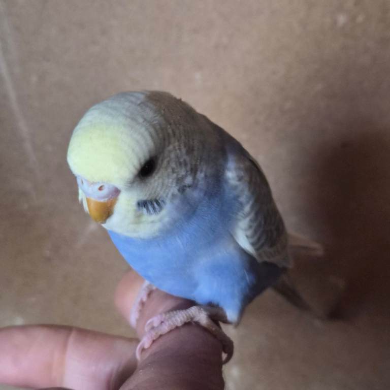 Baby budgies, 