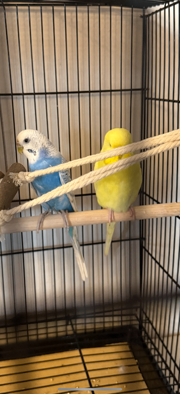 Budgies for sale 