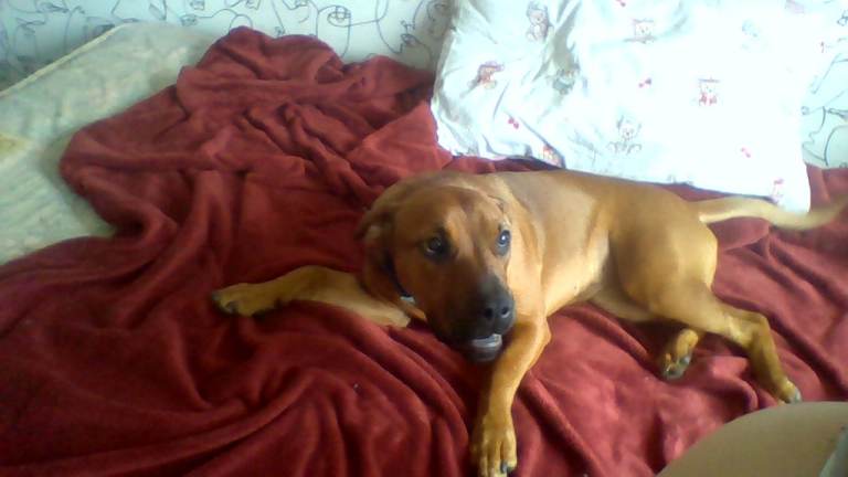 puppy