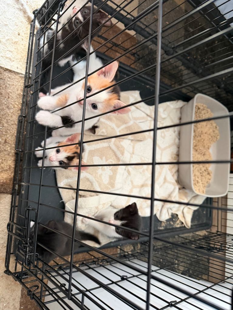 Kittens for sale 