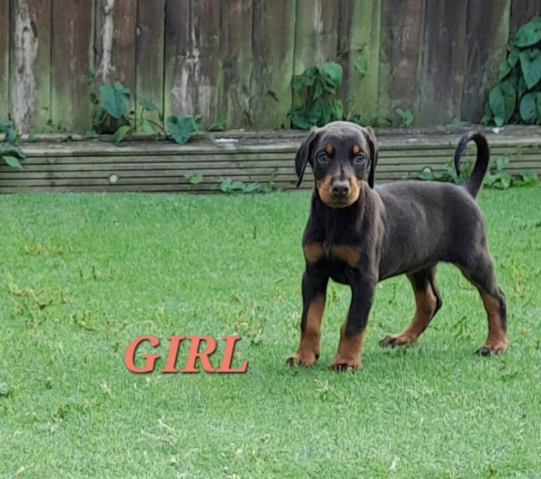 Doberman Pups