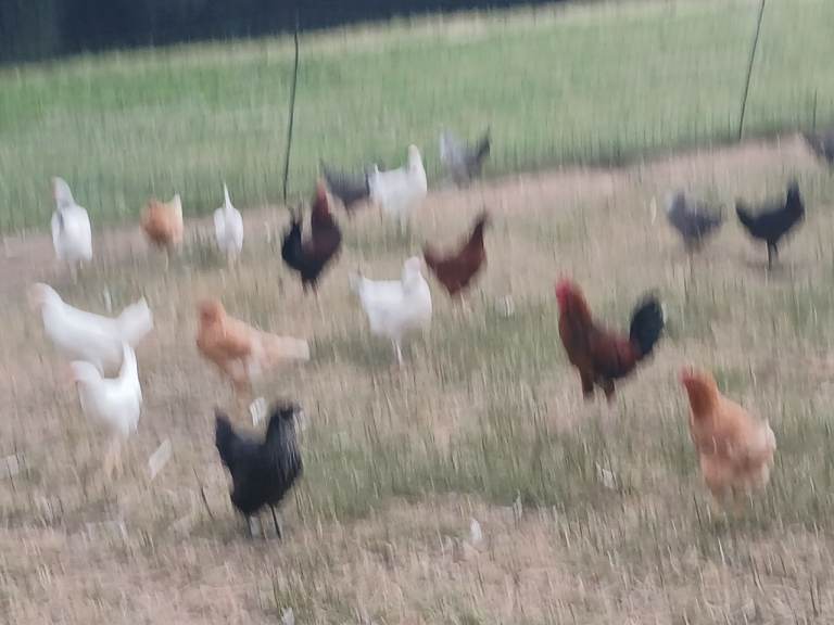 Point of lay chickens/hens and ducks 