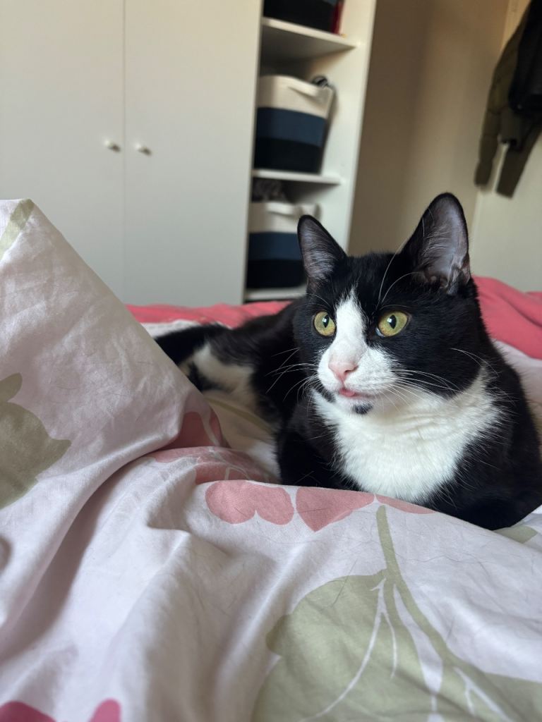 Medium hair domestic cat - Henry