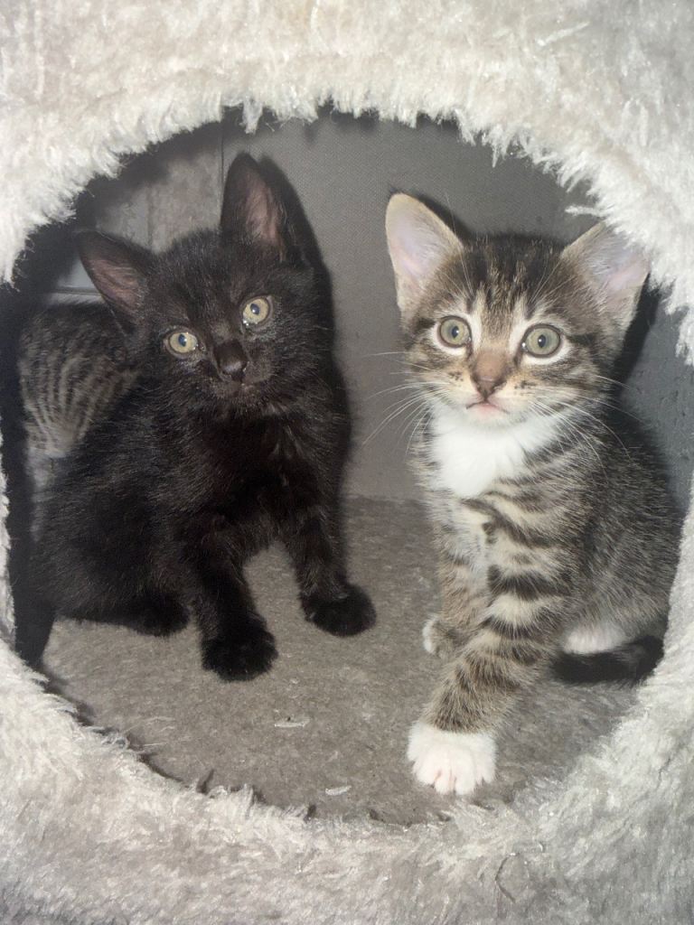 3 kittens mixed sex litter