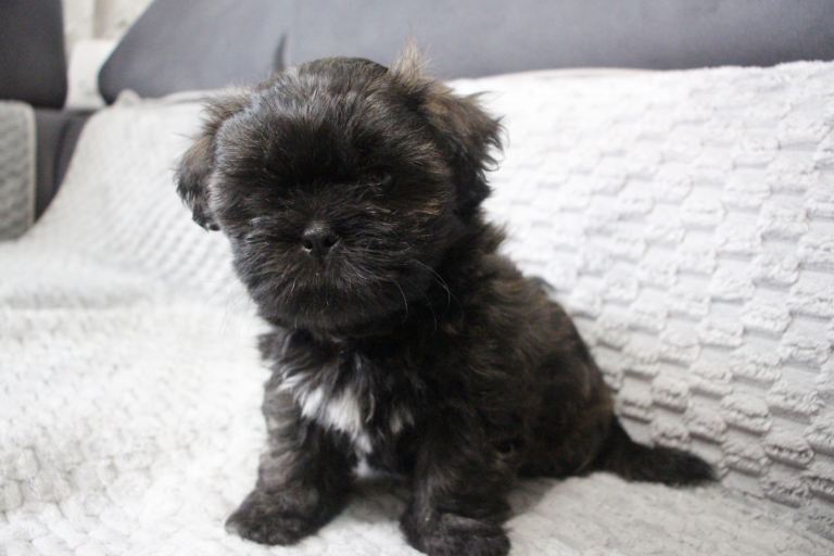 Adorable Shih Tzu puppy 