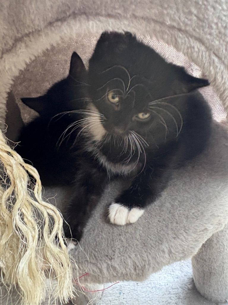 4 Kittens Mixed Breed 