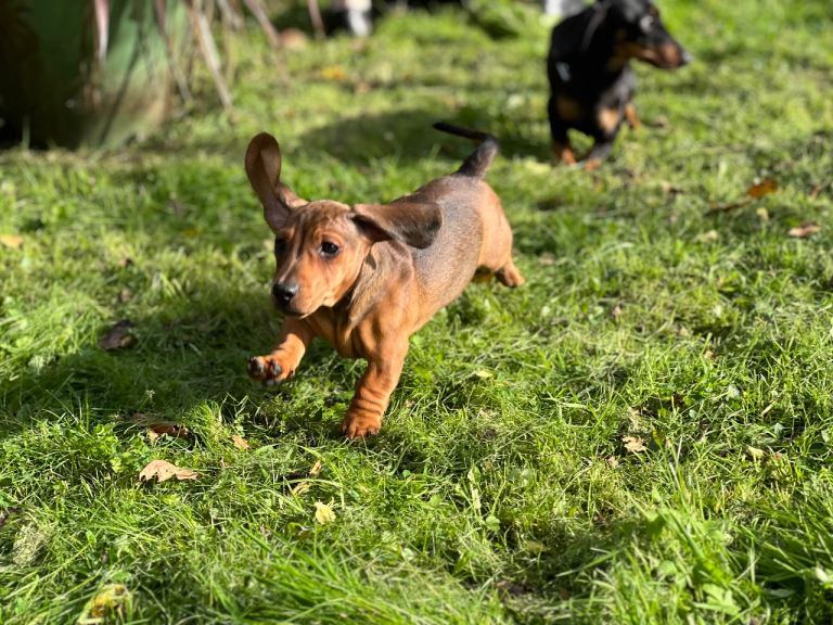  Minature dachshund puppy 1 red male 