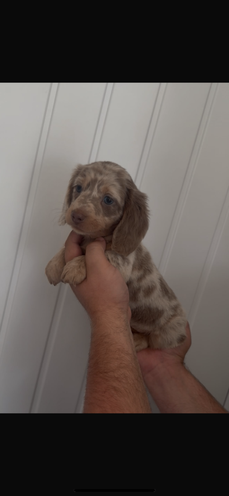 Miniature dachshunds KC 