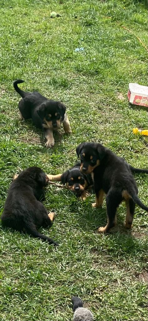 Rottweiler puppies 