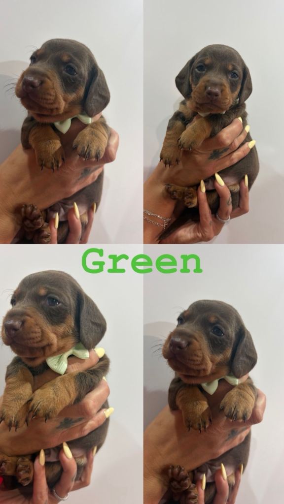 Dachshund puppy 