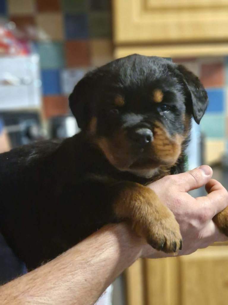 Rottweiler pups
