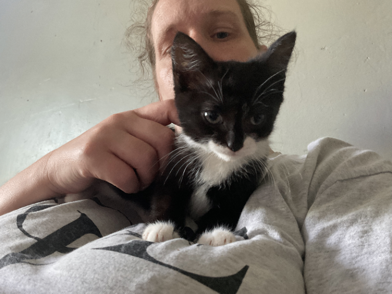 kittens for sale