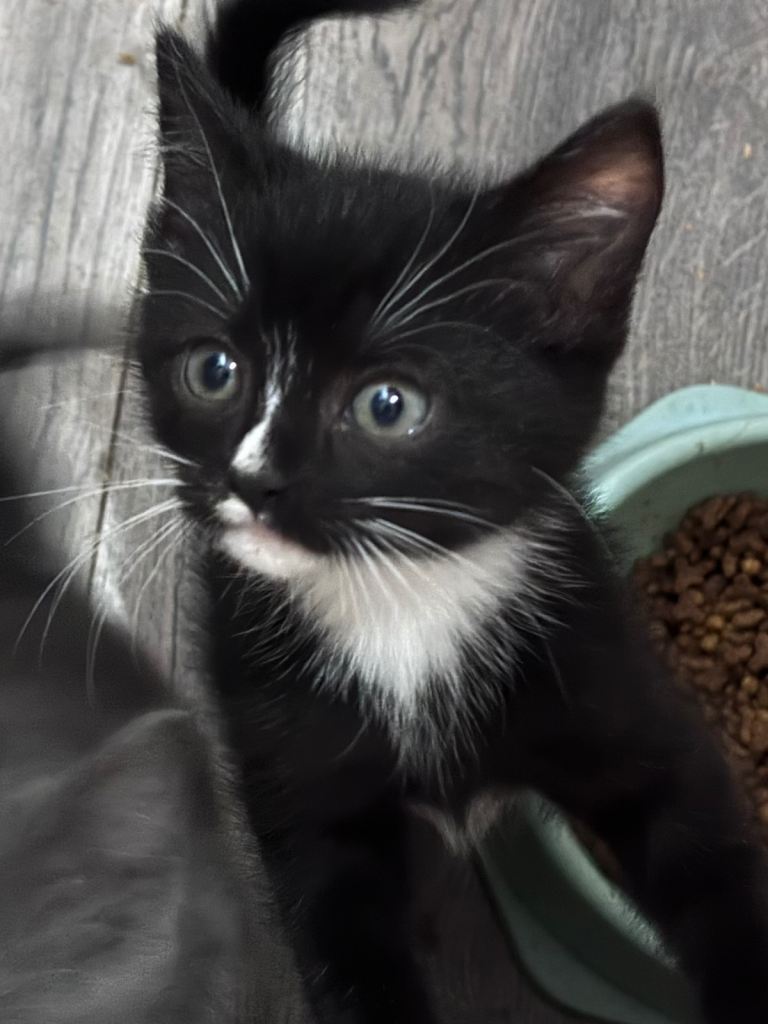 Kittens 