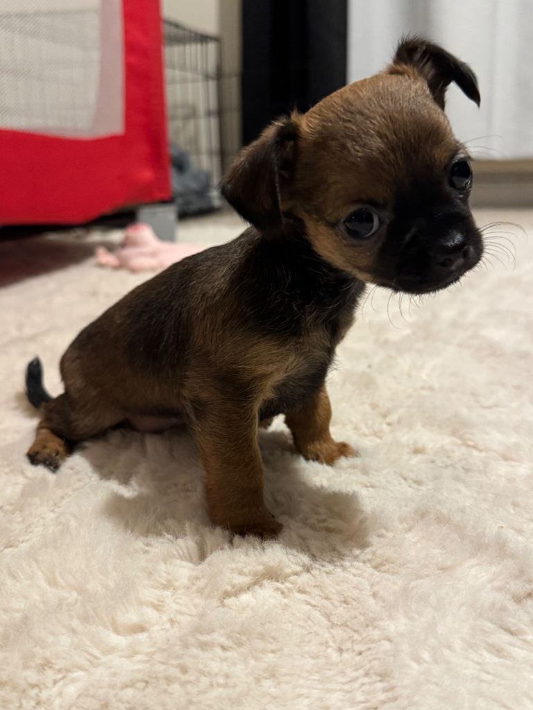 One wee gorgeous wee chorkie puppy left 
