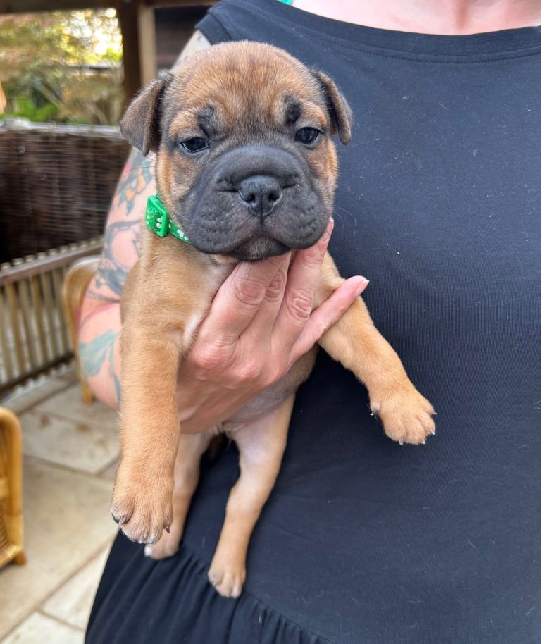 French bull dog / Bull pei