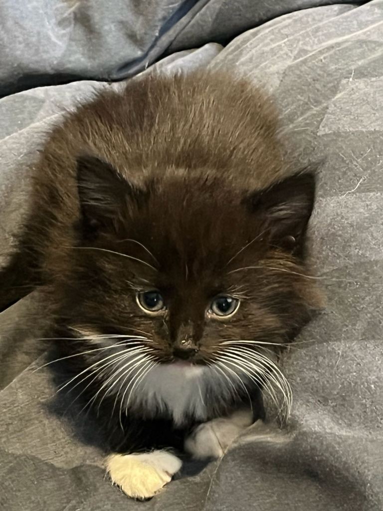 2 female kitten