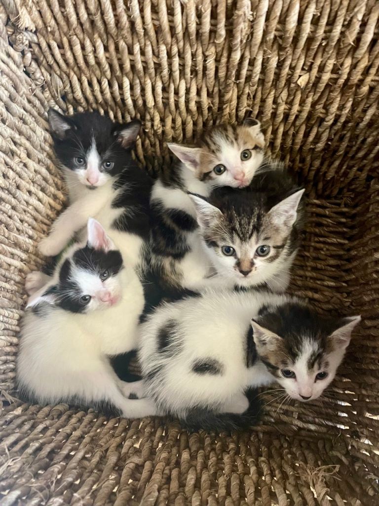 5 Beautiful Kittens For Sale