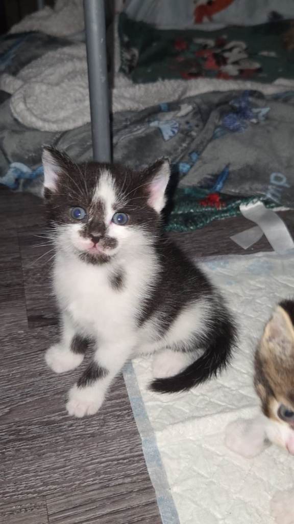 Gorgeous 10 week old kitten 