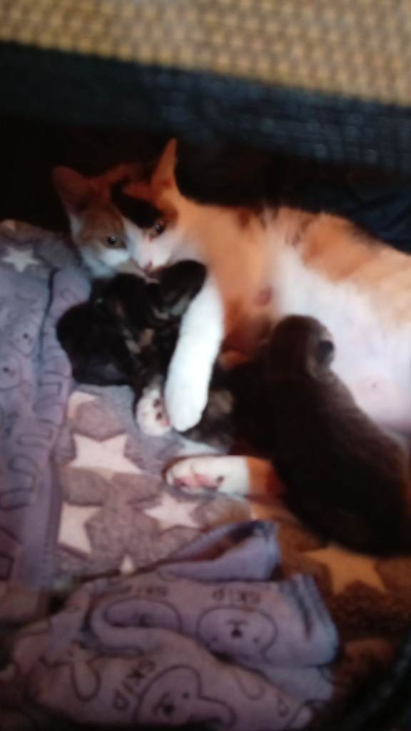 3 beautiful kittens 