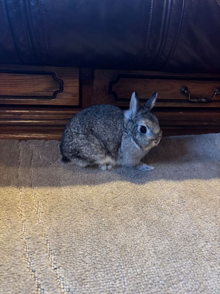 Netherland dwarf doe 