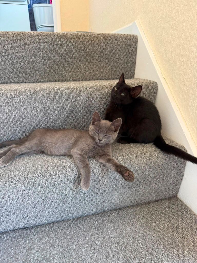 Grey/ Black White Kittens for sale 