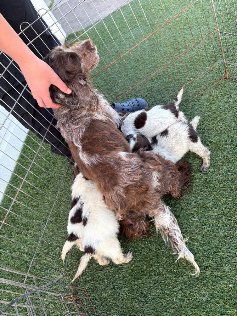 Cocker spaniel puppy’s 