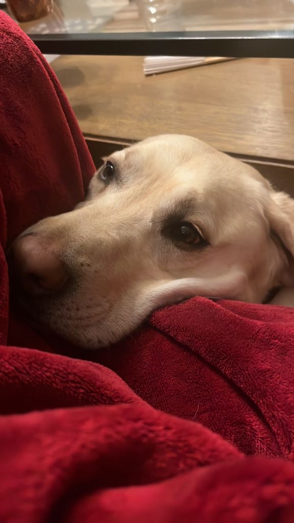 3 yr old Yellow Labrador looking for a loving home